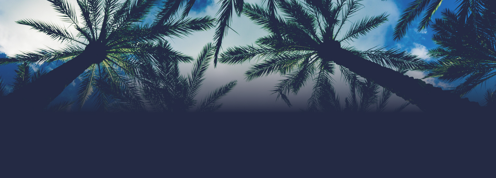 Florida palm trees at early sunset.