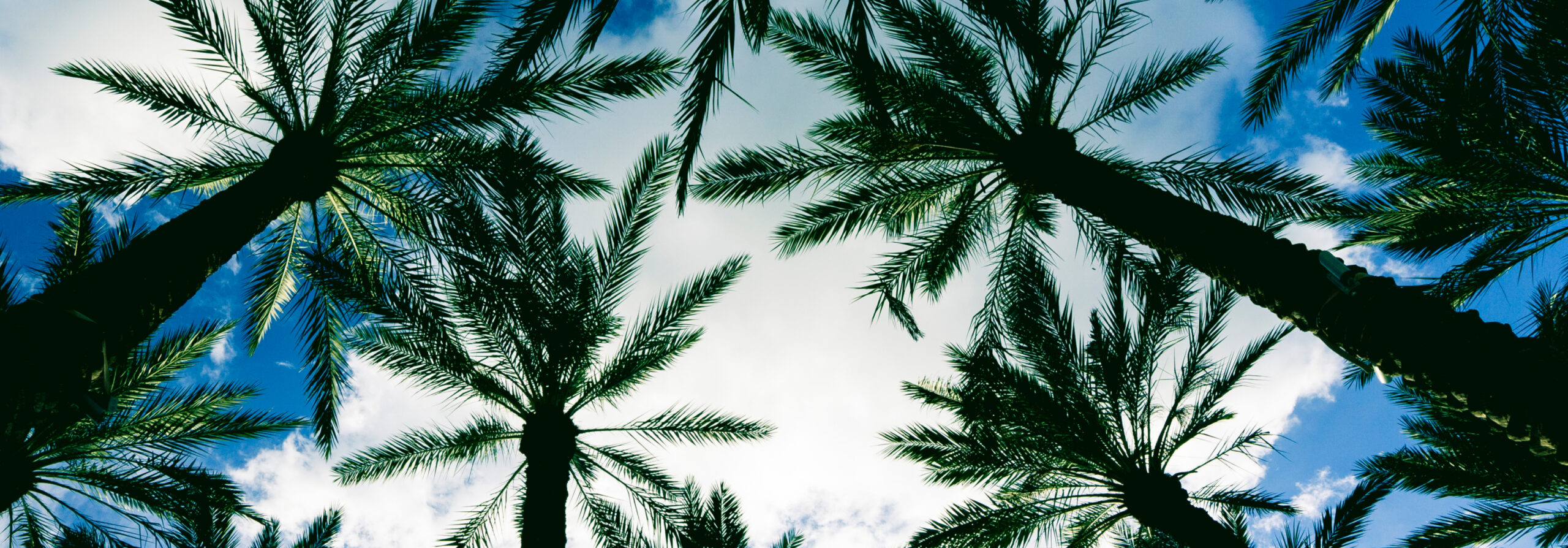 Florida palm trees at early sunset.