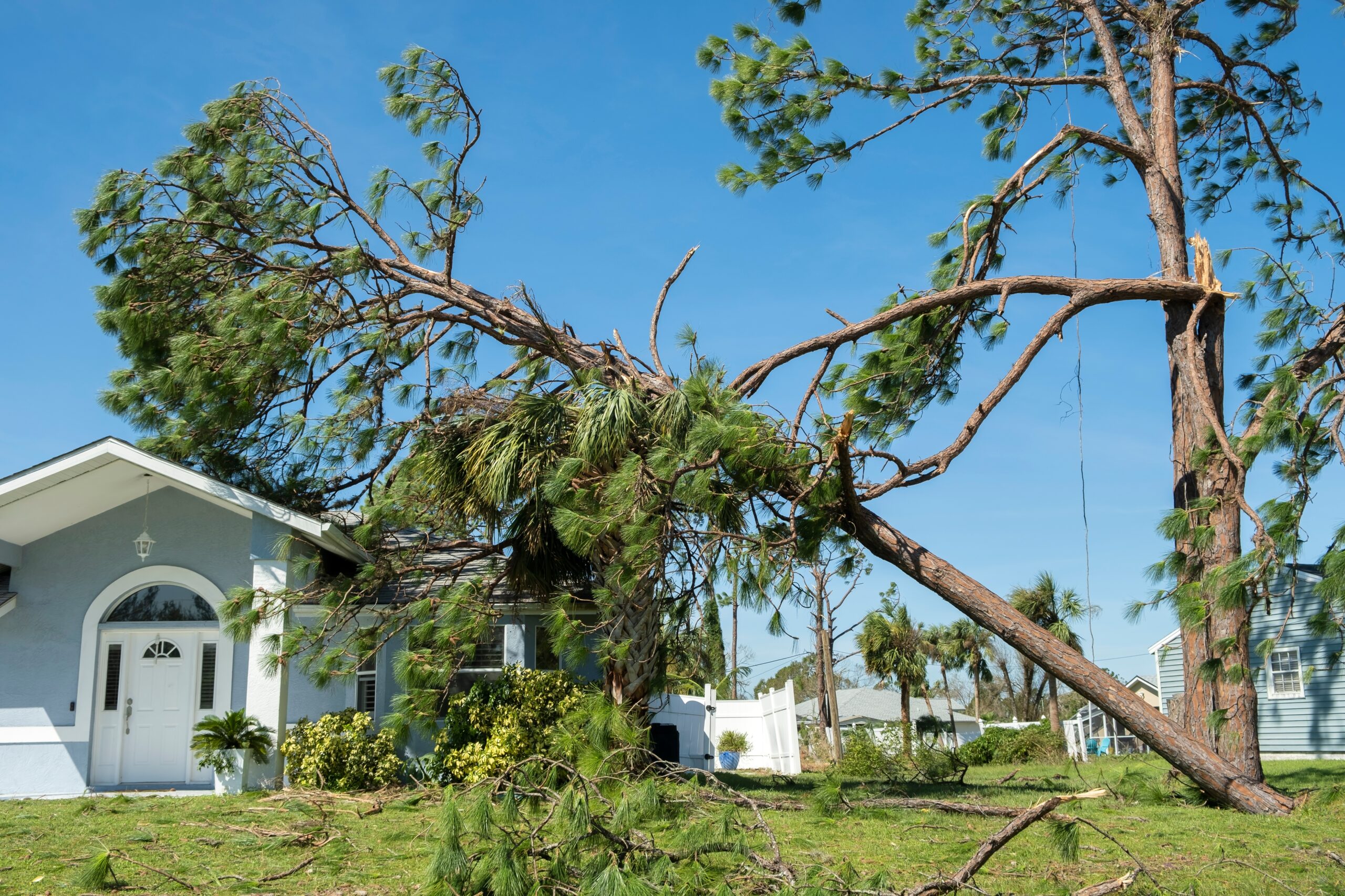 Downed tree